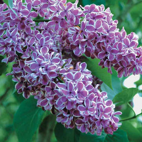 Flieder - Flieder Sensation - Syringa vulgaris sensation