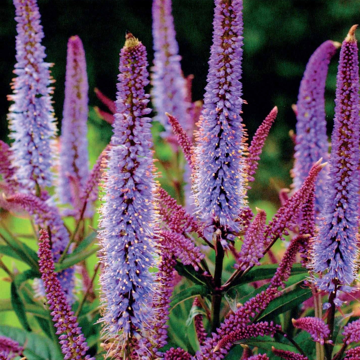 Pimpernellen- & Ehrenpreis-Kollektion (x5) - Sanguisorba obtusa, Veronicastrum virginicum Cupid - Willemse