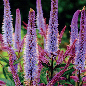 Pimpernellen- & Ehrenpreis-Kollektion (x5) - Sanguisorba obtusa, Veronicastrum virginicum Cupid - Willemse