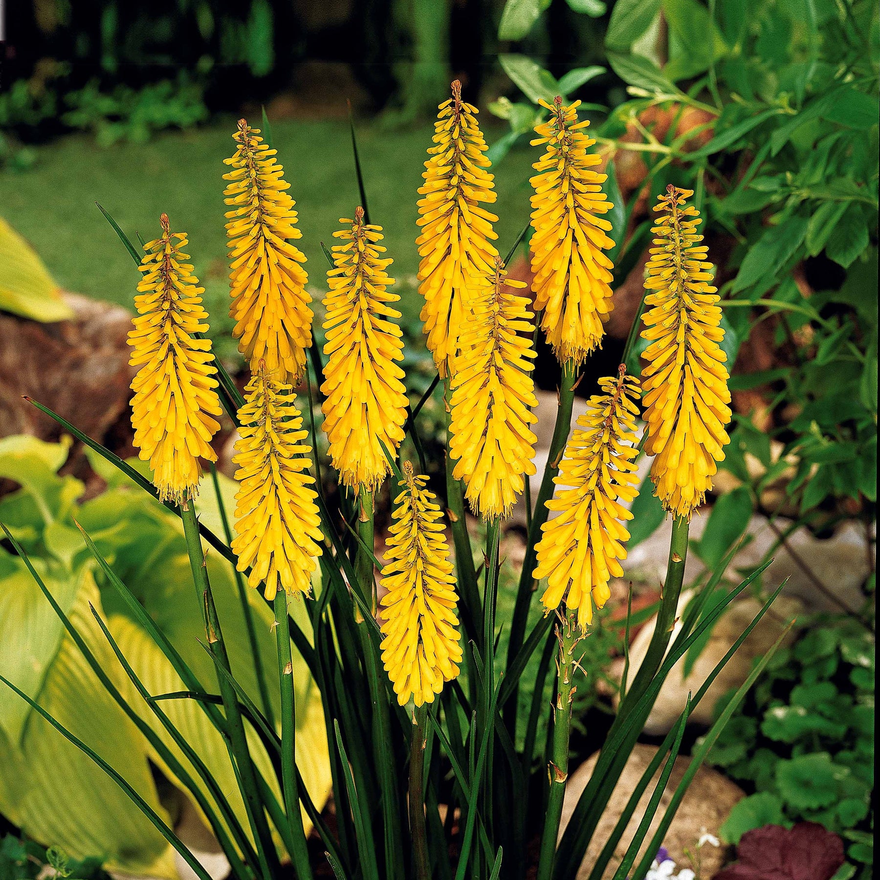 Fackellilie gelb (x3) - Kniphofia sunningdale gold - Willemse