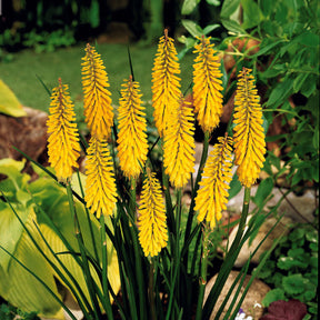 Fackellilie gelb (x3) - Kniphofia sunningdale gold - Willemse