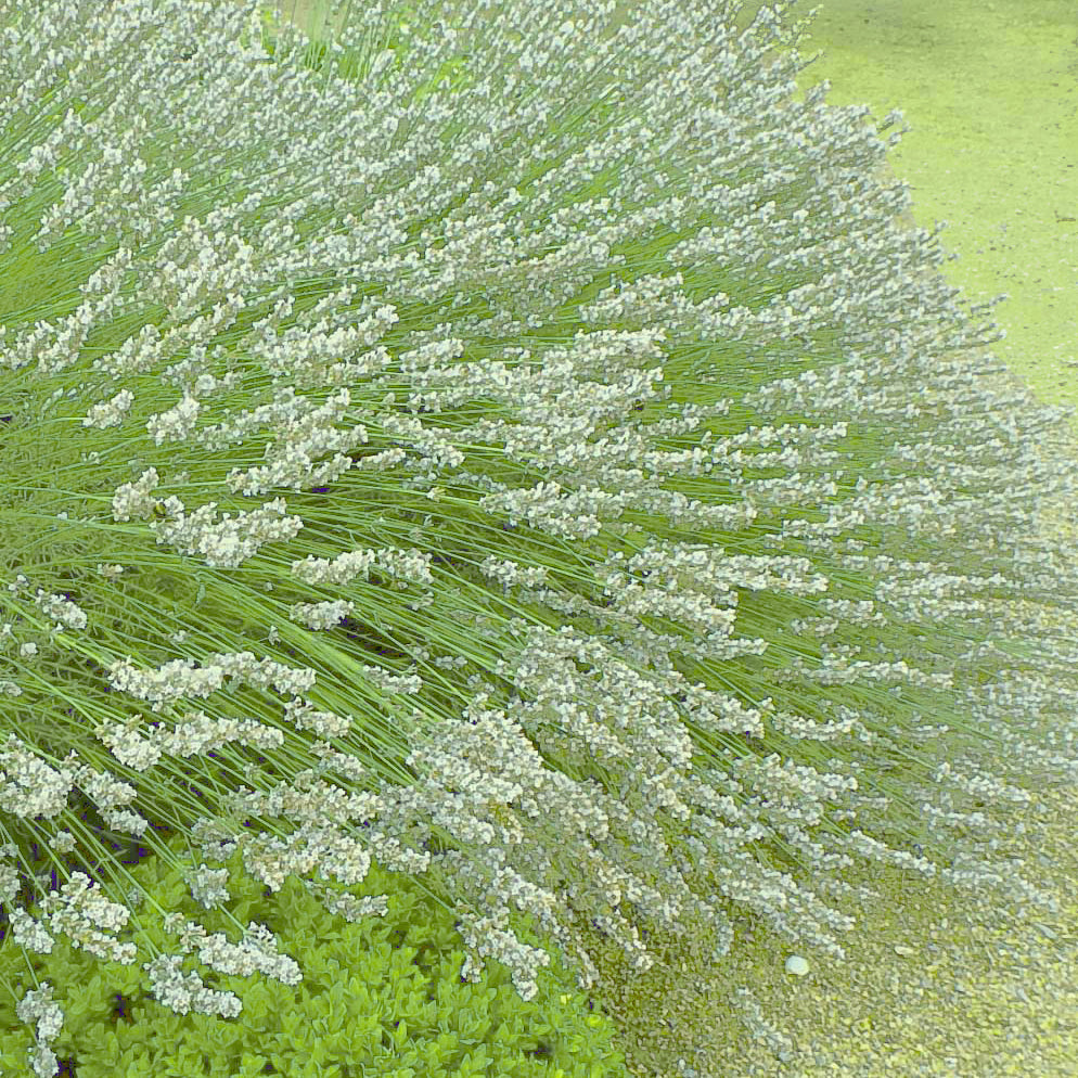 Weißer Lavendel (x2) - Lavandula angustifolia alba - Willemse