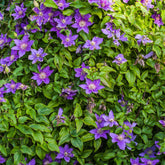 Bodendecker-Waldrebe ‘Arabella’ - Willemse