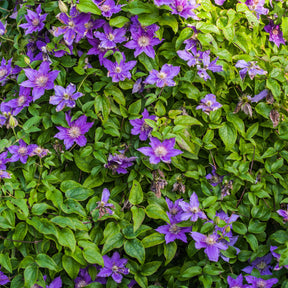 Bodendecker-Waldrebe ‘Arabella’ - Willemse
