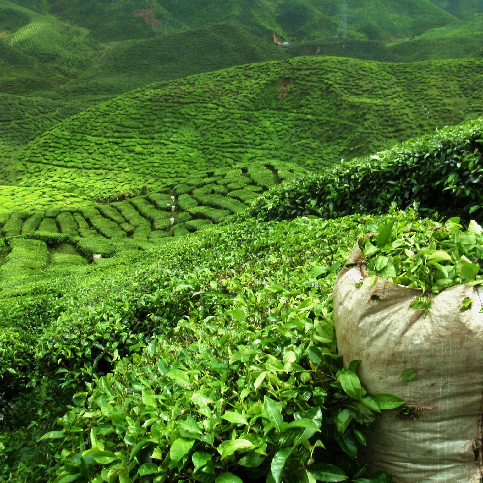Camellia sinensis - Teebaum - Zimmerpflanzen