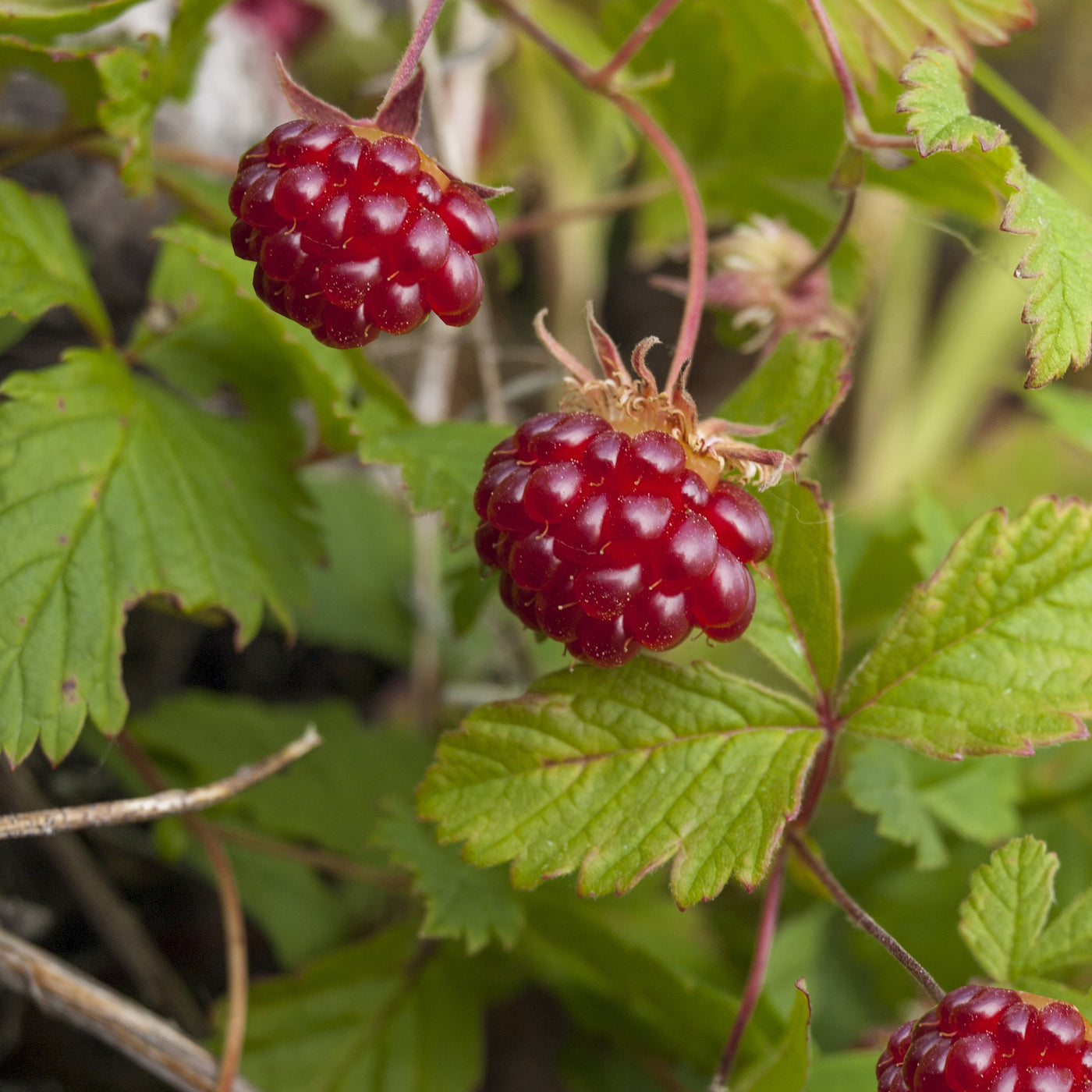 Arktische Himbeere - Willemse
