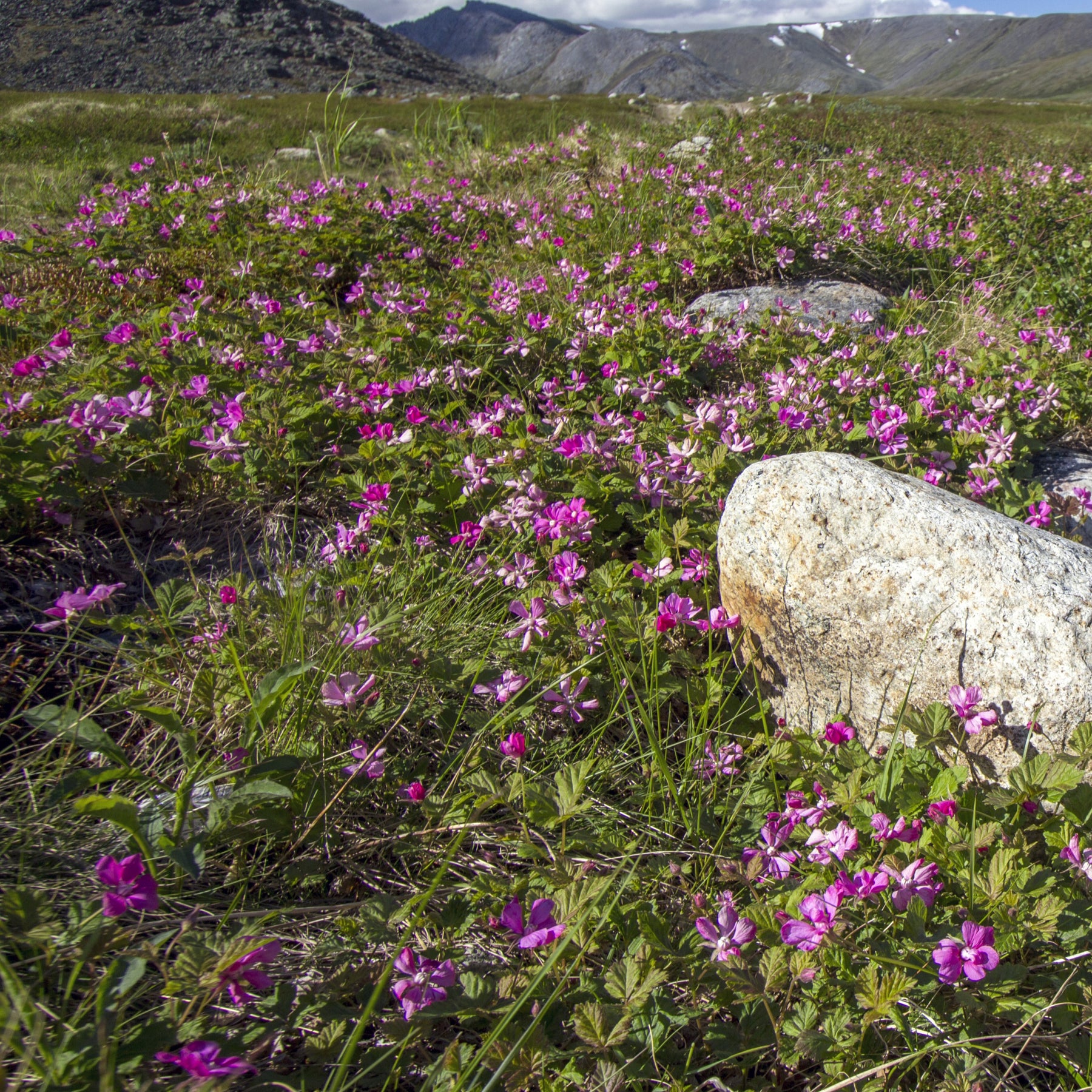 Allackerbeere - Rubus arcticus - Willemse