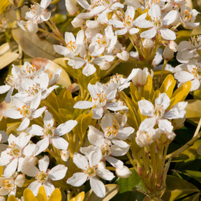 Verkauf Orangenblume ‘Sundance’