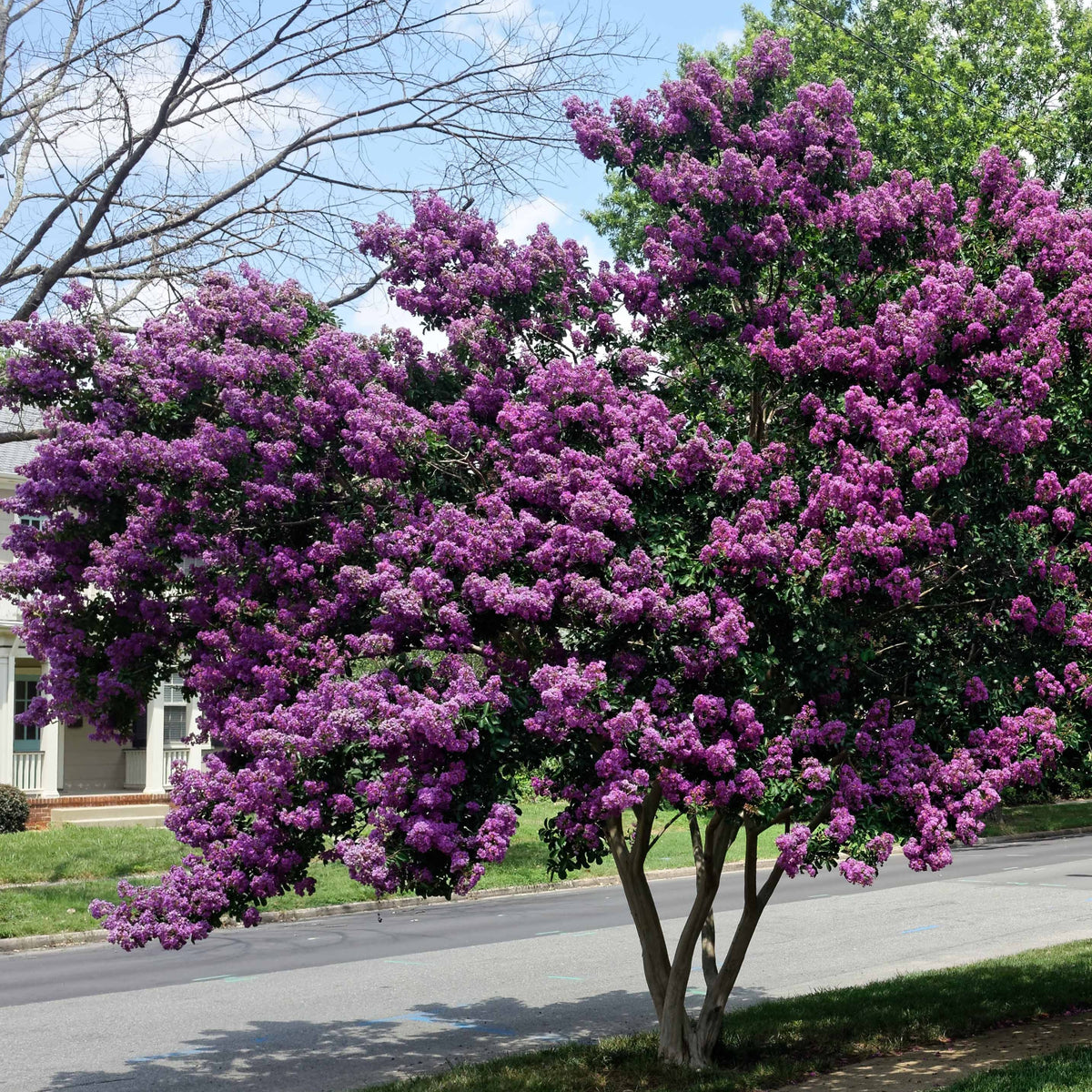 Kreppmyrte violett - Willemse