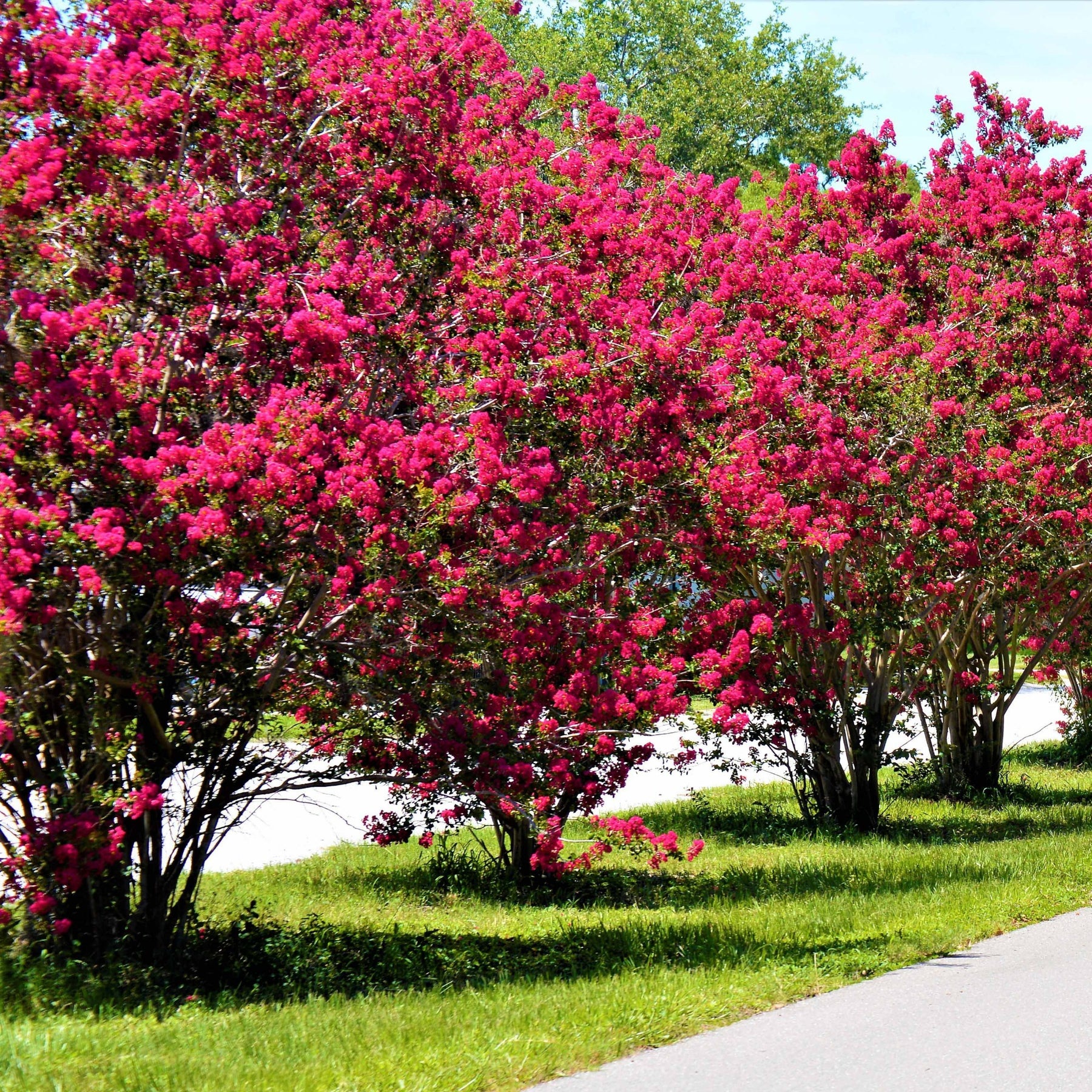 Kreppmyrten Kollektion Rot/Violett/Weiß (x3) - Lagerstroemia indica - Willemse