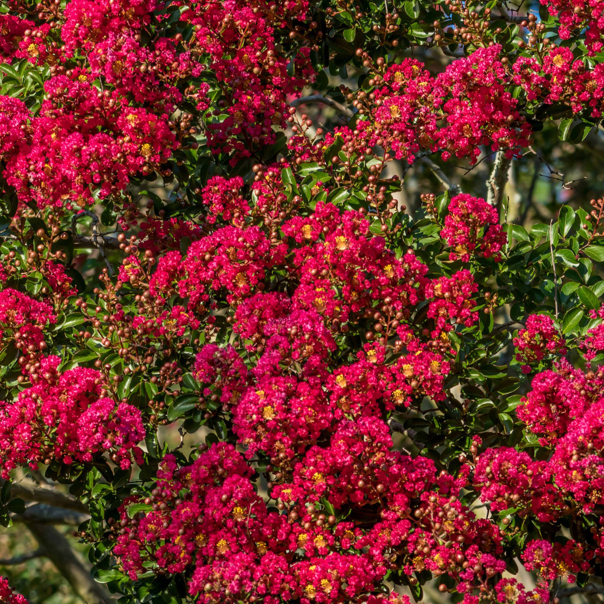 Lagerstroemia indica Red Imperator - Lagerströmie rot - Sträucher