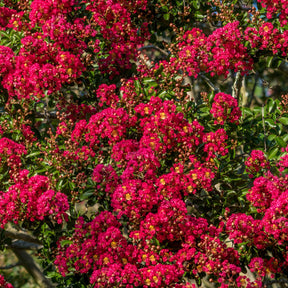 Lagerstroemia indica Red Imperator - Lagerströmie rot - Sträucher