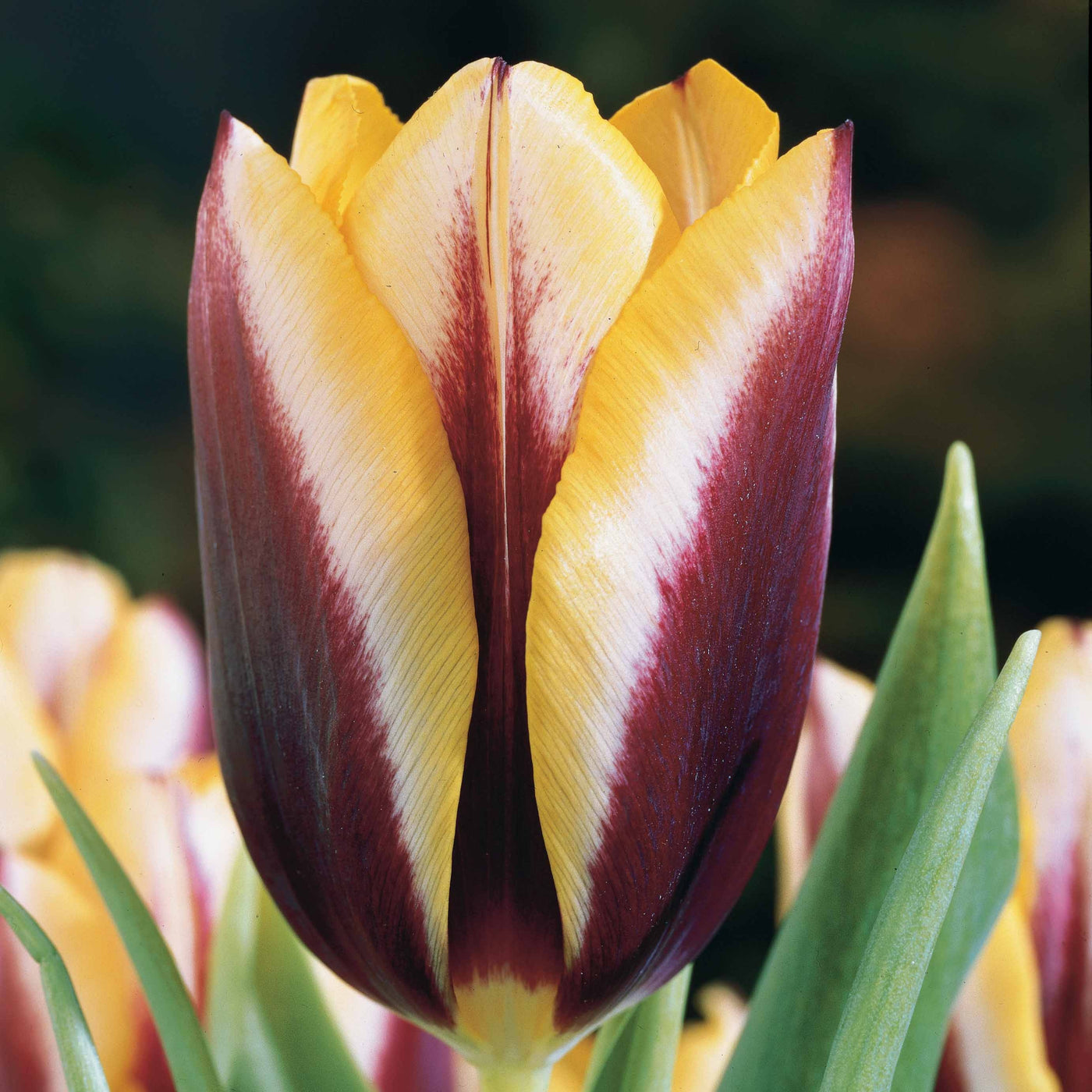 Tulpe 'Gavota' (x10) - Tulipa gavota - Willemse