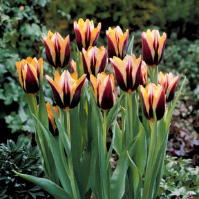 Tulpe 'Gavota' (x10) - Willemse