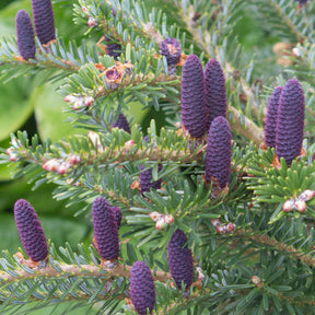 Nadelbäume - Koreatanne - Abies koreana