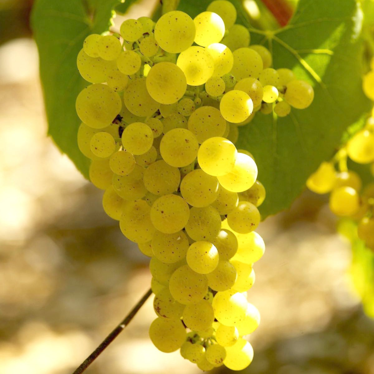 Weinrebe Chardonnay - Vitis vinifera chardonnay - Willemse
