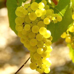 Weinrebe Chardonnay - Vitis vinifera chardonnay - Willemse