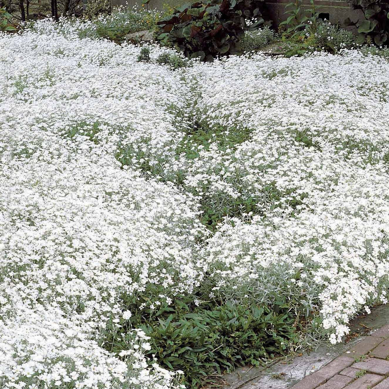Stauden - Filziges Hornkraut (x3) - Cerastium tomentosum
