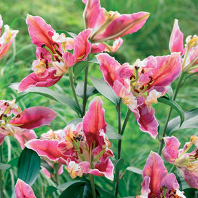 Lilien Pink Parrot Carriba (x2) - Willemse