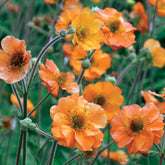 Geum Totally Tangerine - Nelkenwurz ‘Totally Tangerine’ - Nelkenwurz