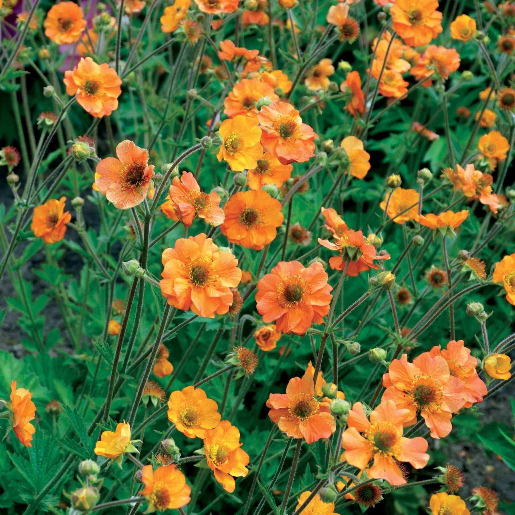 Nelkenwurz ‘Totally Tangerine’ - Geum Totally Tangerine - Willemse