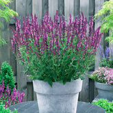 Salbei Friesland Pink (x3) - Willemse