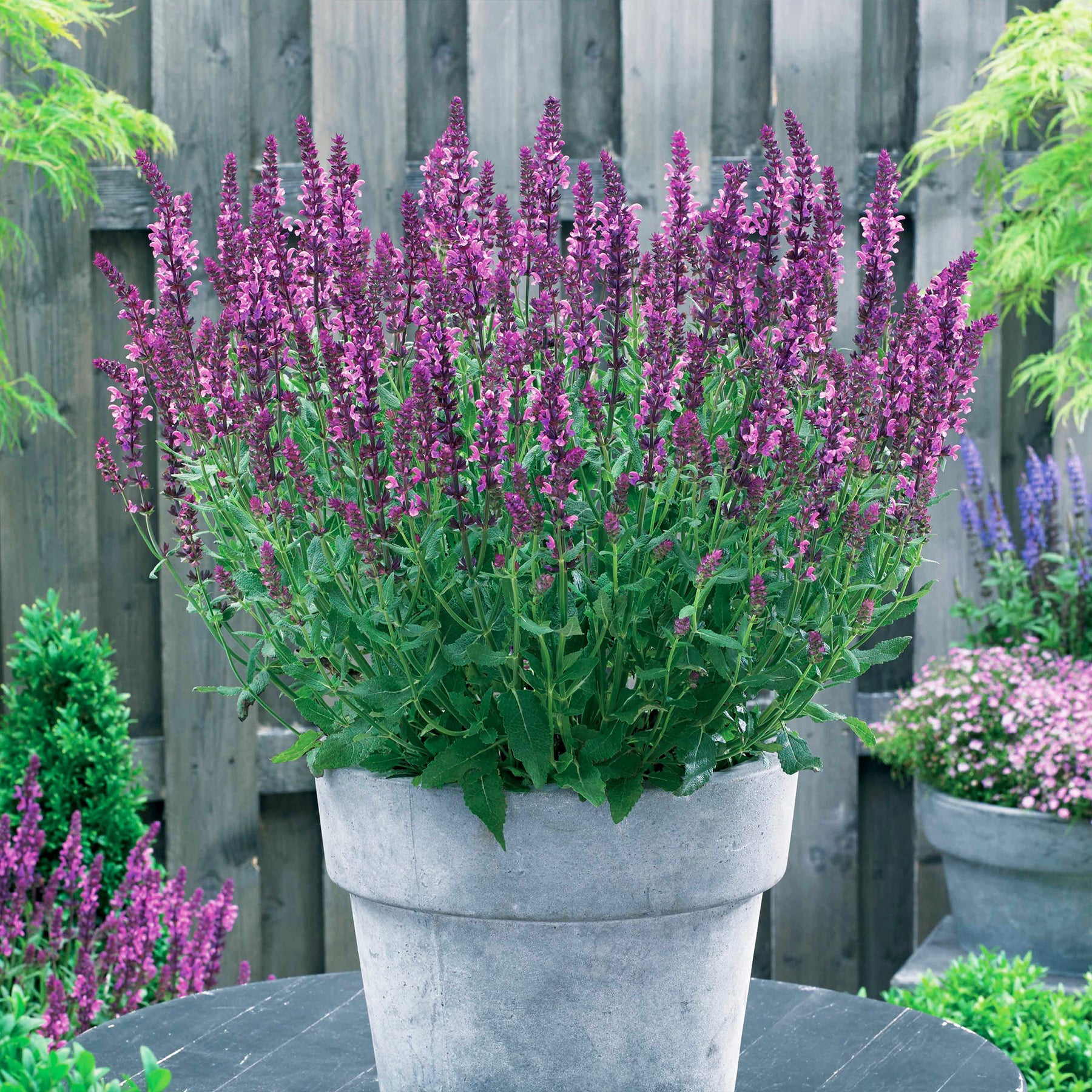Salbei Friesland Pink (x3) - Willemse