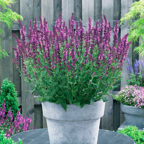 Salbei Friesland Pink (x3) - Willemse