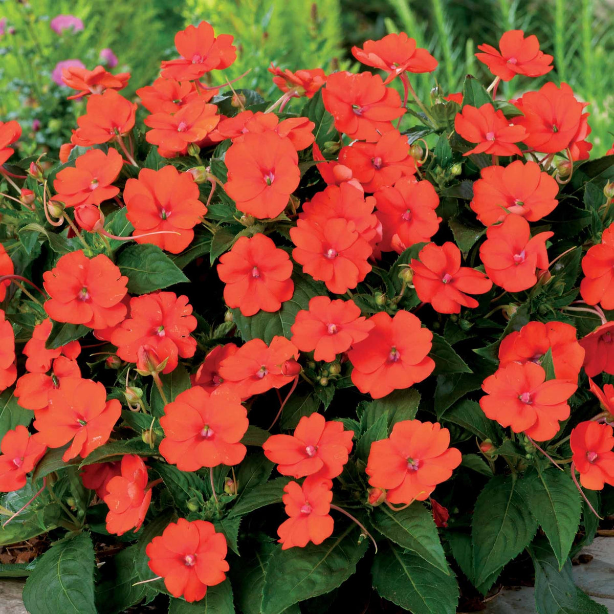 Sunpatiens orange (x3) - Willemse