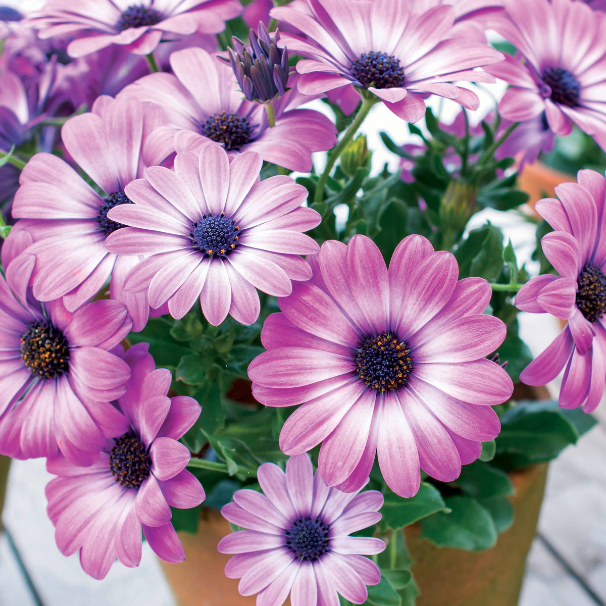 Kapmargeriten rosa, weiß (x3) - Osteospermum margarita pink flave - Willemse