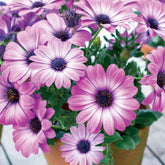 Kapkörbchen ‘Pink Flare’ (x3) - Osteospermum margarita pink flave - Willemse