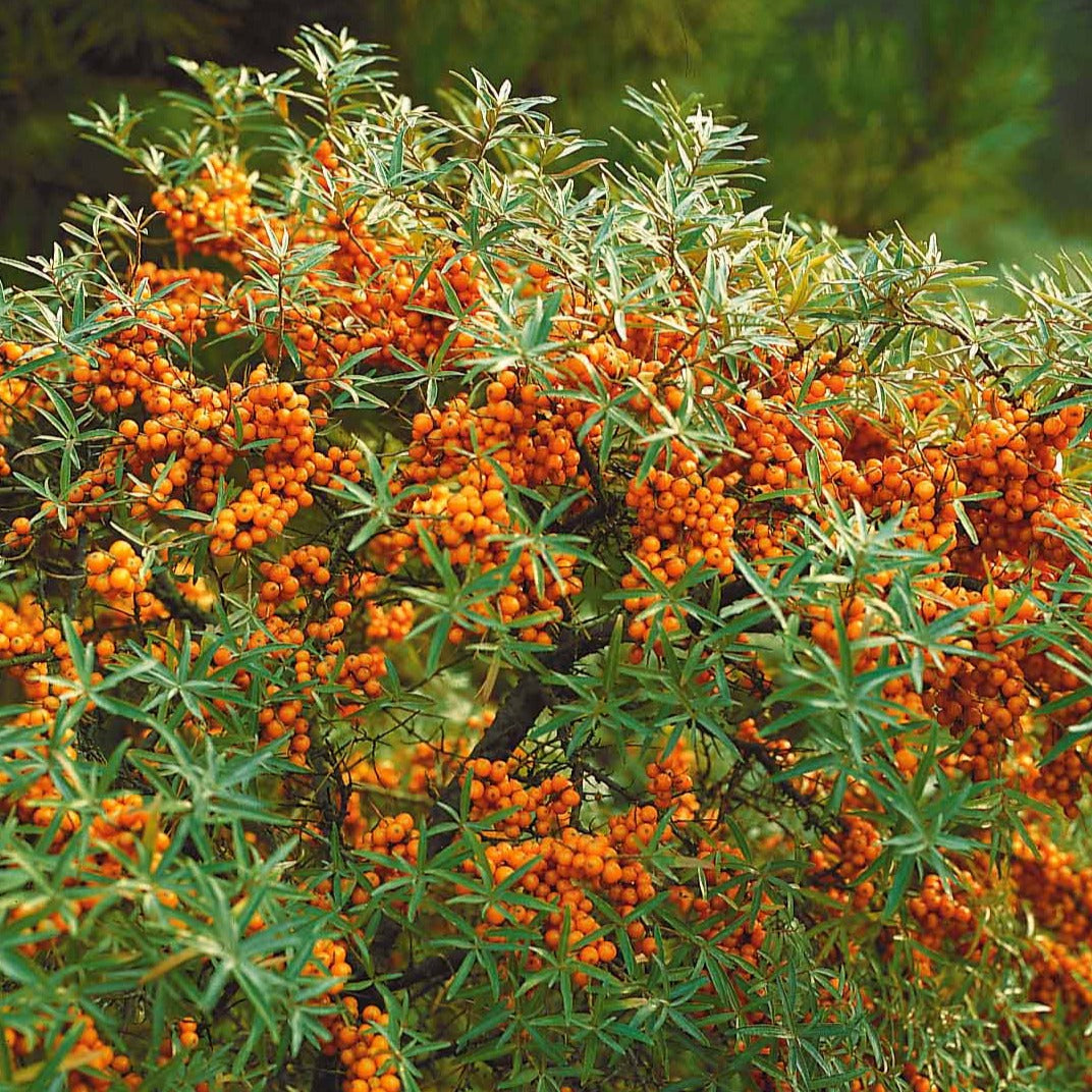 Sanddorn - Hippophae rhamnoides - Willemse