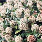Japanische Skimmie - Skimmia japonica - Willemse