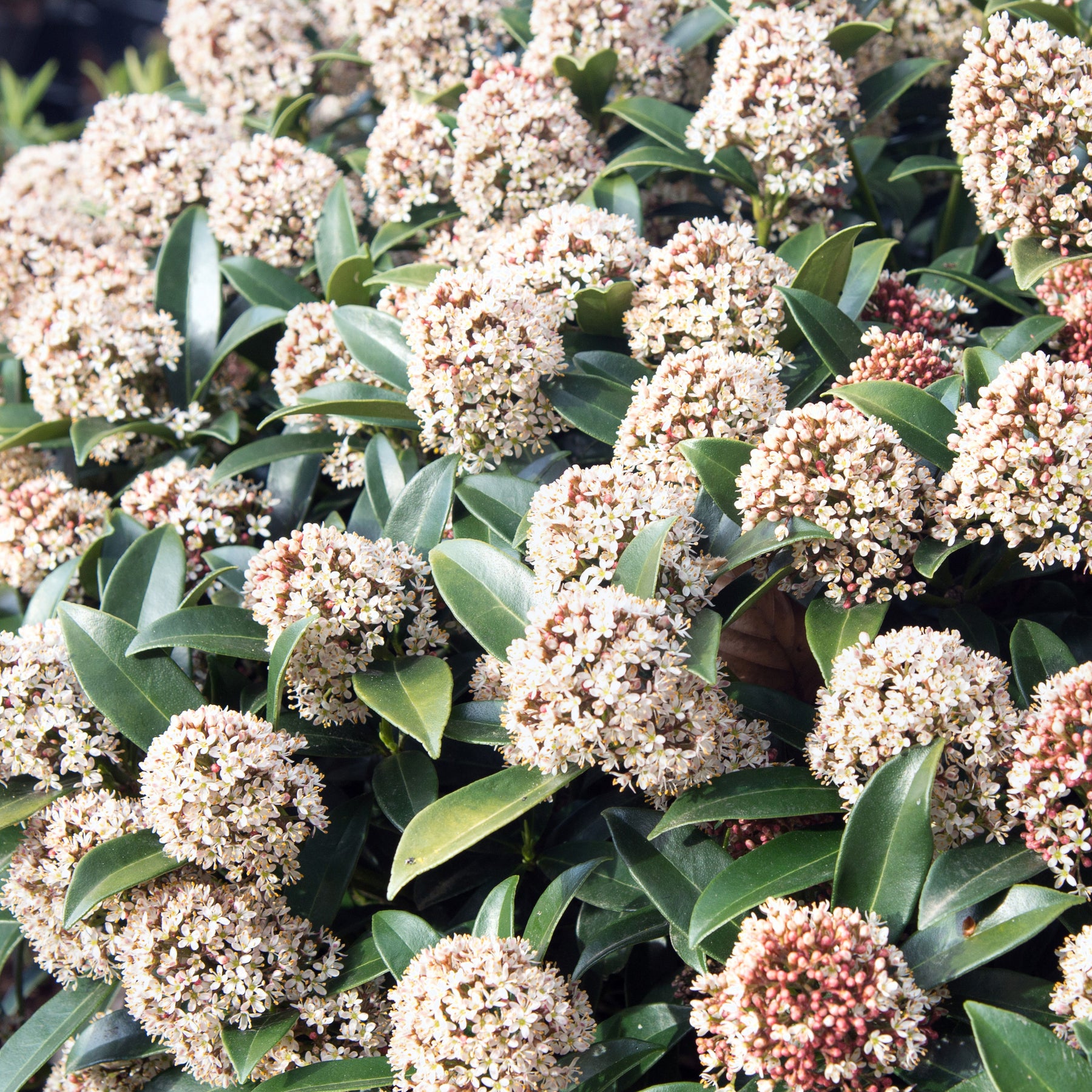 Japanische Skimmie - Skimmia japonica - Willemse