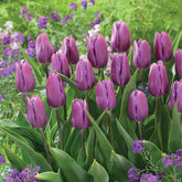 Triumph Tulpe 'Blue Beauty' (x10) - Willemse