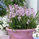 Hasenglöckchen (Scilla) (x10) - Willemse