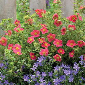 Fingerstrauch Danny Boy - Potentilla fruticosa danny boy - Willemse
