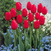 Langstielige rote Tulpen (x5) - Willemse