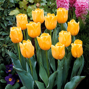 Tulipa - Langstielige Tulpe gelb (x5) - Tulpen-Zwiebeln