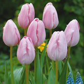 Langstielige Tulpe rosa (x5) - Willemse