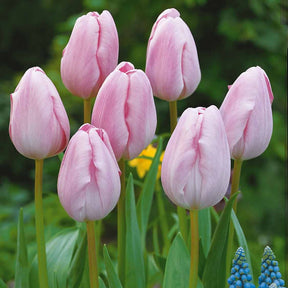 Langstielige Tulpe rosa (x5) - Willemse