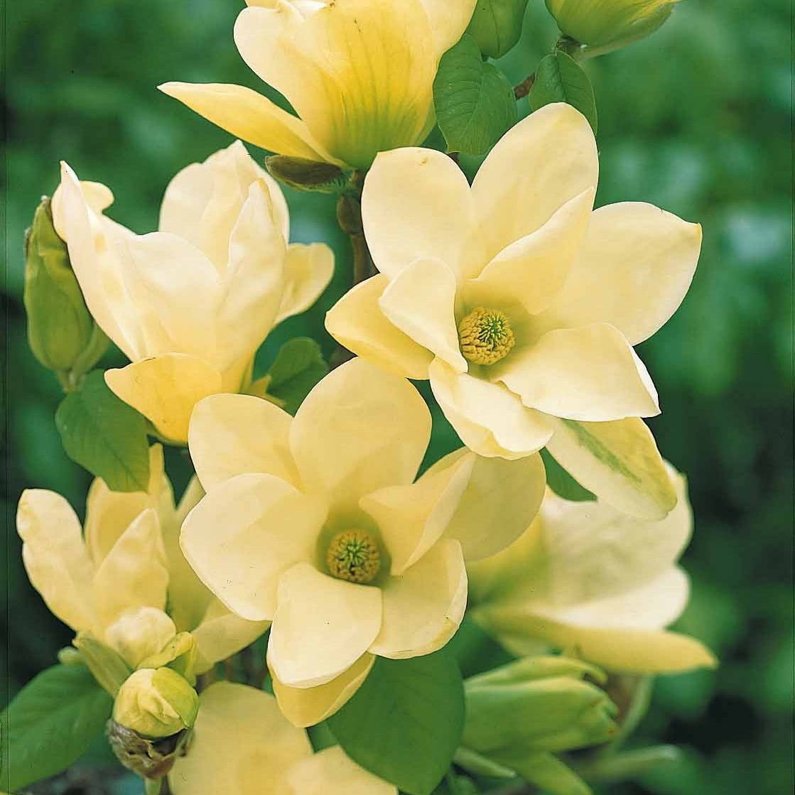 Verkauf Magnolie Yellow Lantern