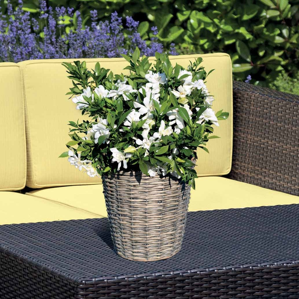 Gardenie Celestial Star - Gardenia celestial star® 'ps-2013-4' - Willemse