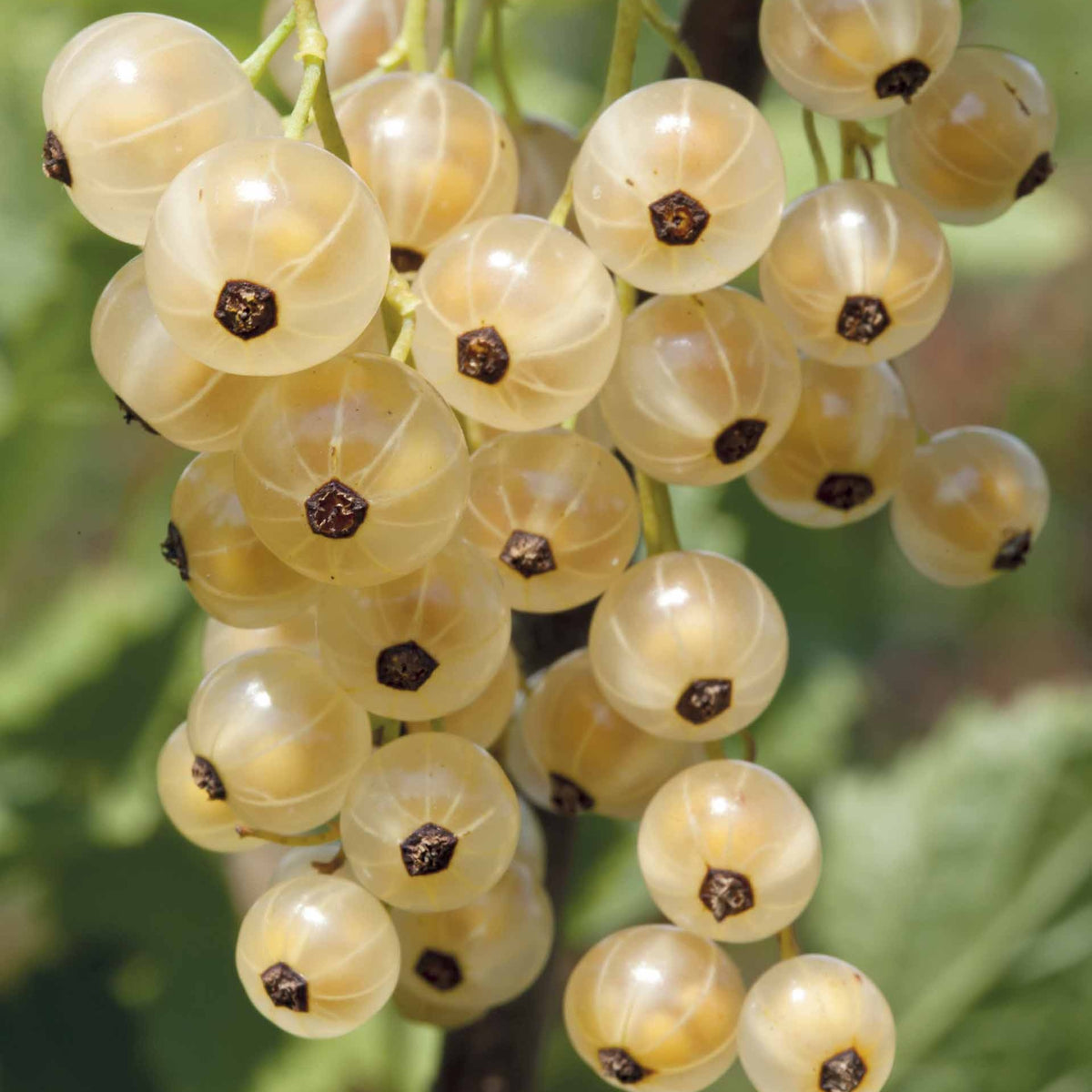 Ribes rubrum white pearl - Weiße Johannisbeere White Pearl - Johannisbeeren