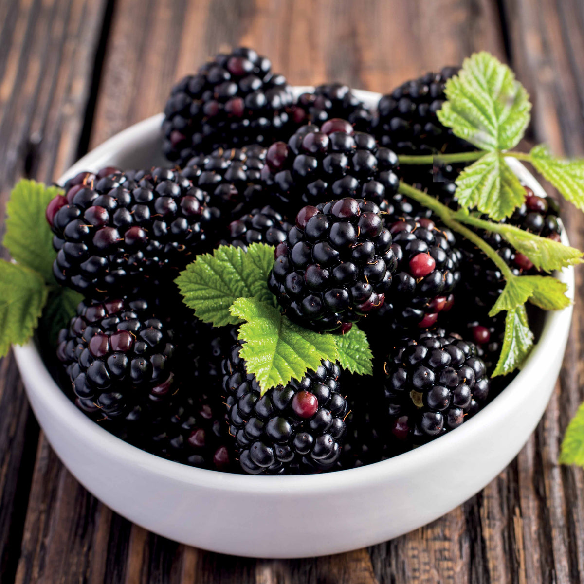 Dornenlose Brombeere "Thornless Evergreen" - Willemse