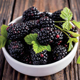 Dornenlose Brombeere "Thornless Evergreen" - Willemse