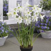 Garten-Amaryllis ‘Sonatini White’ (x3) - Willemse