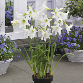 Garten-Amaryllis ‘Sonatini White’ (x3) - Willemse