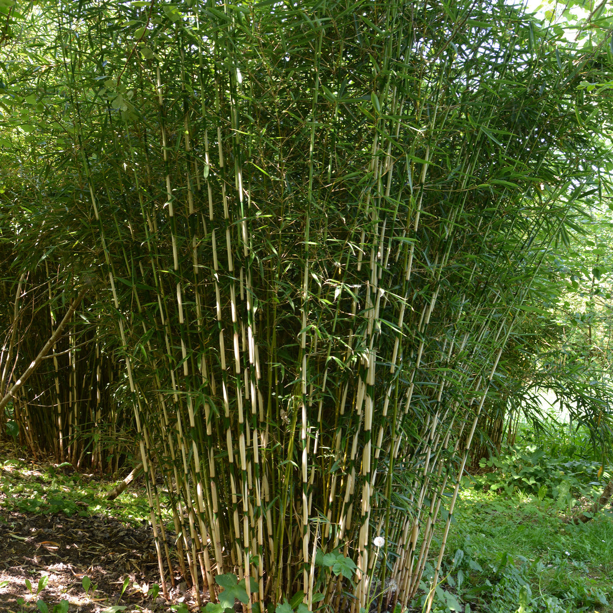 Zebrabambus - Fargesia robusta Campbell - Willemse