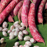 Buschbohne Flambo - Phaseolus vulgaris nain flambo (obtention clause) - Willemse